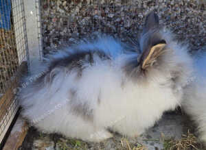 Lionhead baby rabbits looking for a Loving Home