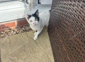 Cat for sail