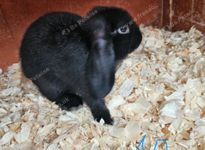 Mini lop x american blue
