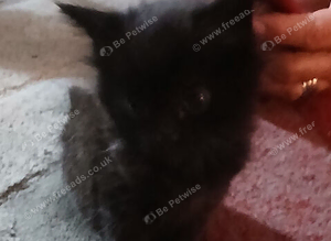 kittens