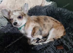 Chihuahua girl lilac + blue merle on cream 5m semi long coat