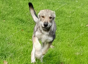 LEO Tamaskan male puppy now available fully vac and embarked. Pedigree and Registered