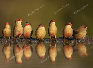Flock Of 6 Common Waxbill