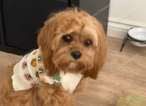 Cavapoo