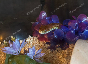 Corn snake