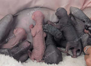Sphynx kittens