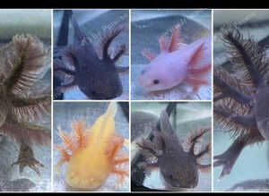 Rescue Axolotl Looking For New Homes