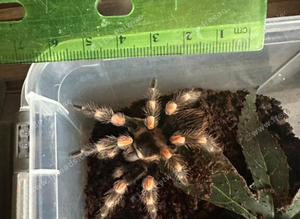 A Smithi, a Red Knee and a White Knee spider for sale