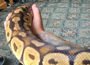 Royal python