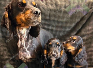 Kc Black and Tan boys only 17 dna health tested clear