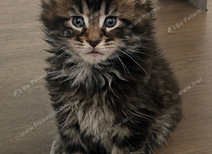 7 Beautiful GCCF registered Maine Coon kittens.