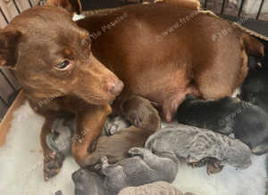 Beautiful pure breed puppies
