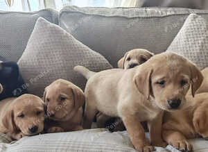 Stunning Labrador Retriever Puppies Available