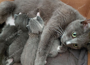 Very beautiful grey kittens