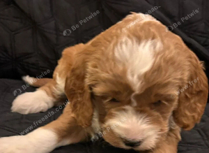 cOCKAPOO pUPPIES