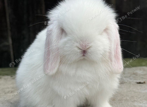 blue eyed white mini lops