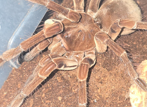 SAF Theraphosa Stirmi