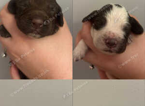Cocker Spaniel Puppies