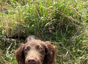 working cocker spaniel