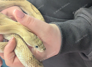 Blonde Pesco rat snake for sale