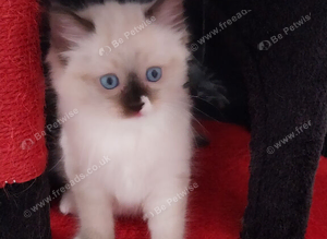 Beautiful adorable ragdoll lovely little girl.