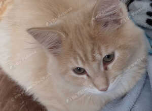 Maine Coon x Ragdoll kitten