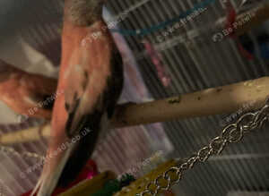 X2 red parakeets