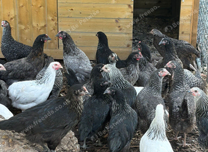 Hybrid hens for sale