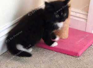 9 week old kittens 2 boys available