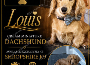 Cream miniature dachsund