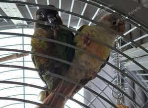 Bonded Pair of Conures