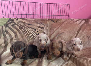 Pedigree miniature dachshund Puppies