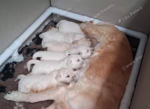 5 Golden Retriver Puppies