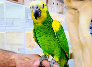 Blue Fronted amazon hand reared,12