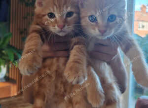 Two Orange boys