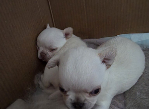 Apple head Chihuahua puppies amazing breeding