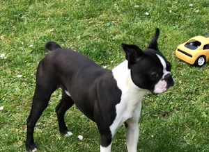 WELL-MARKED BOSTON TERRIER FOR STUD DUTIES