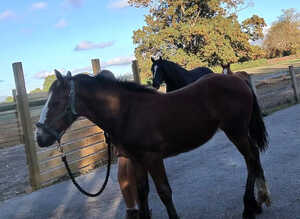 Cob filly foal