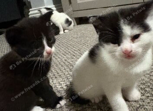 Kittens