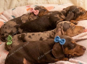 *+*+*+*+*+Fully KC REGD MINIATURE DACHSHUNDS ready now *+*+*+*+*+