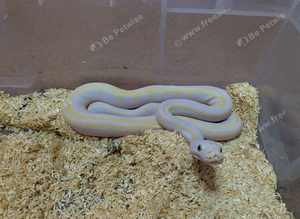 Male cow reticulated python