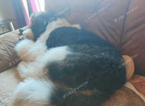 Standard poodle