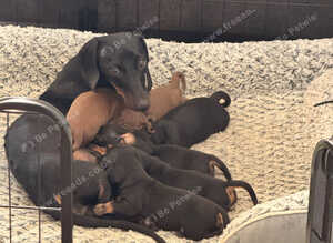 Standard dachshund x miniature