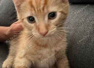 Kitten playful