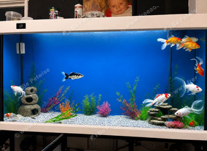 Different types fish