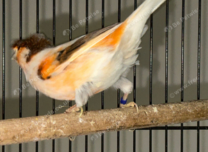 Aviary Birds Wanted