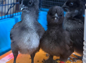 Chicks for sale