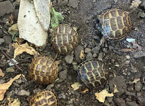 Horsfield tortoise