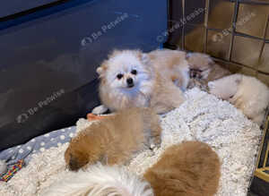 Tiny teddy bear face Pomeranians