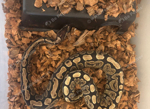 2 x Ball Pythons